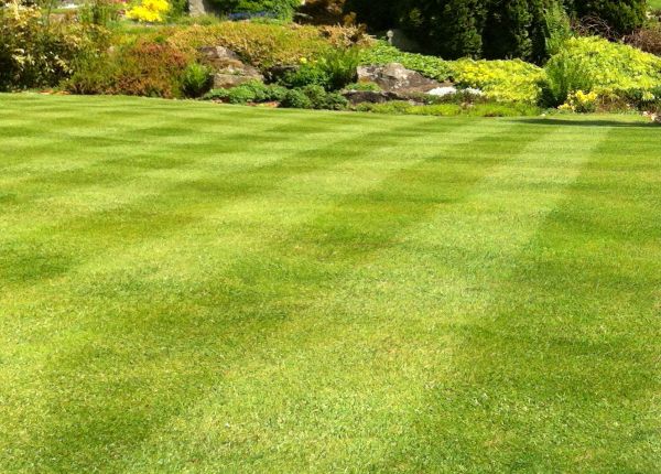 Commercial Grass Cutting in Salisbury