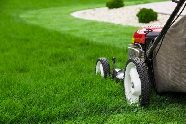 Lawn Cutting Service in Salisbury