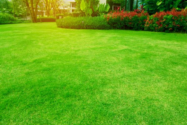 Grass Maintenance in Salisbury