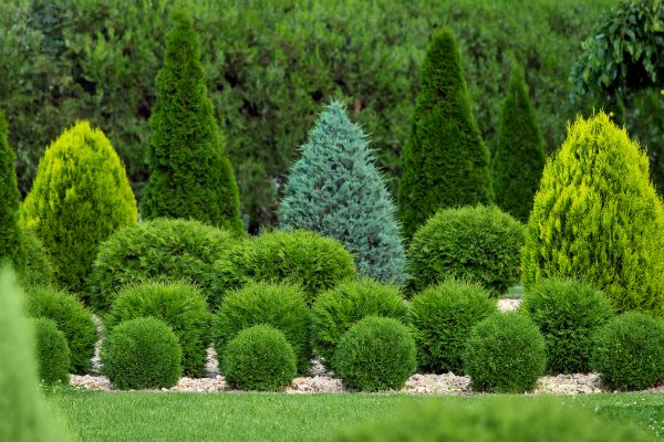 Tree And Shrub Care