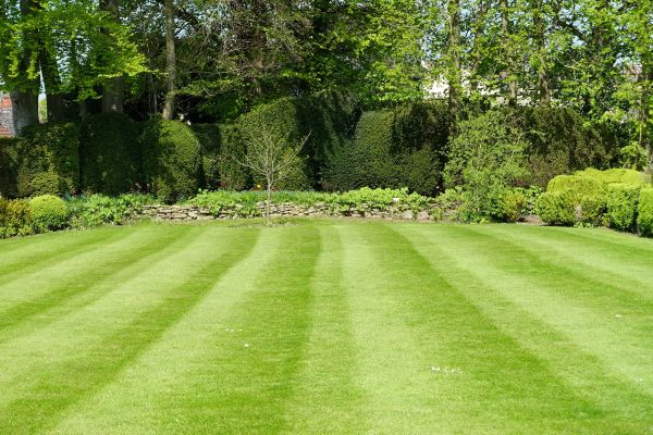 Grass Care Service in Salisbury
