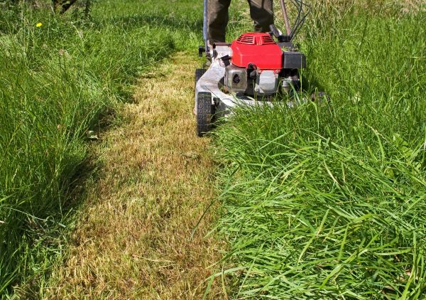 Leaf Mowing in Salisbury